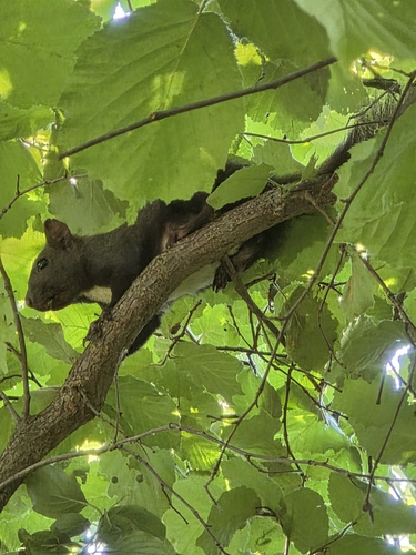 Eurasian Red Squirrel