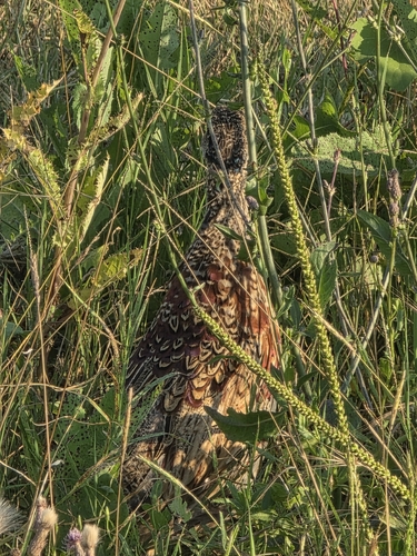 Ring-necked Pheasant