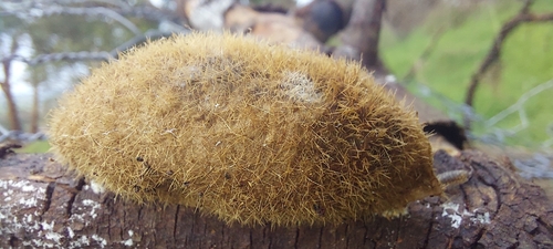 Urticating Anthelid