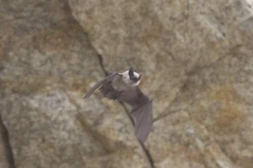 Canyon Bat