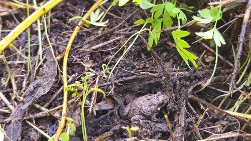 Common Eastern Froglet