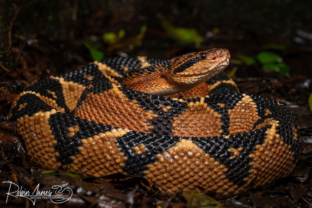 Atlantic Forest bushmaster (Lachesis rhombeata)