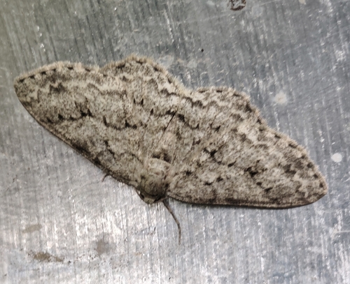 Small Engrailed