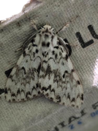 Black Arches