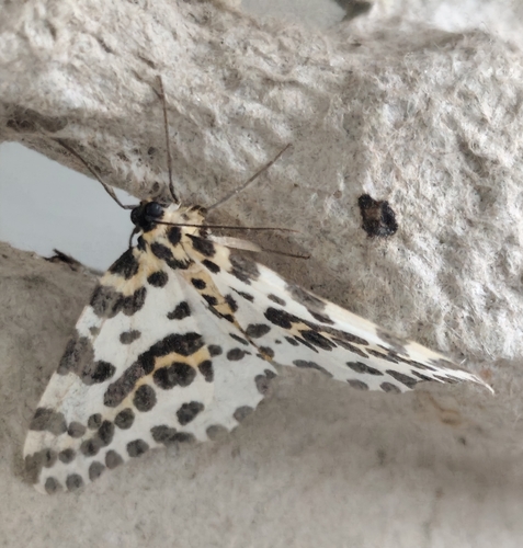Magpie Moth