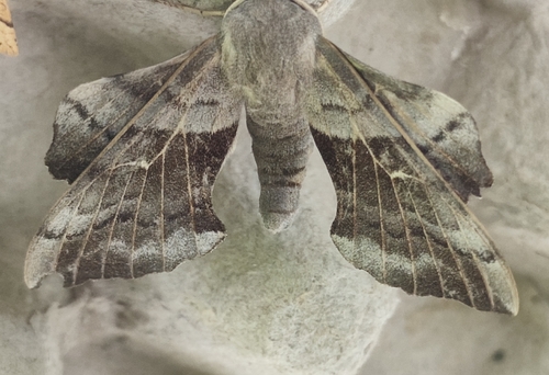 Poplar Hawkmoth