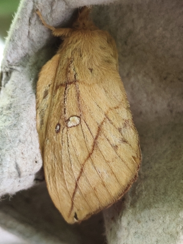 Drinker Moth