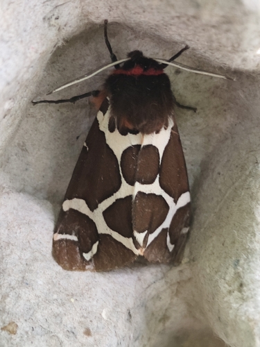 Garden Tiger