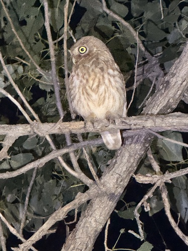Little Owl