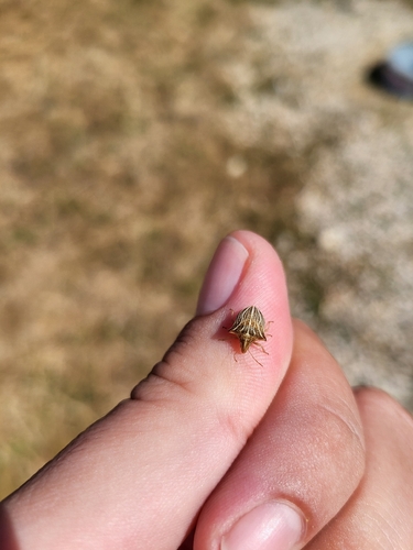 Ancyrosoma leucogrammes