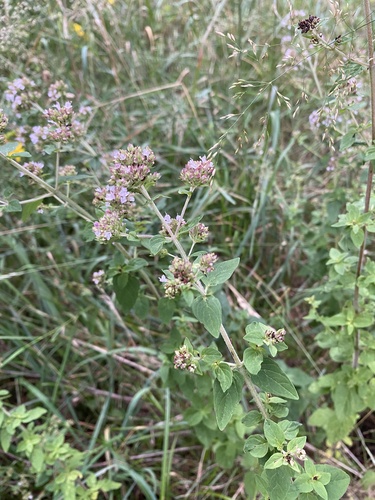 Oregano