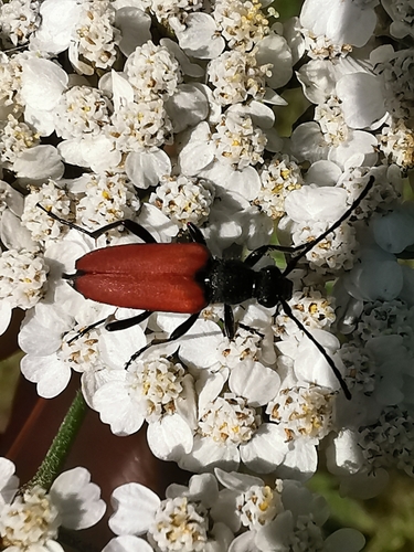 blood-red longhorn beetle