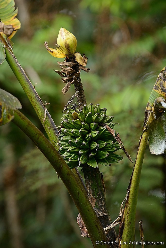Musa arfakiana