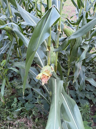 Maize