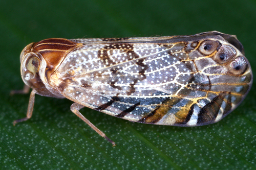 Cixiidae image