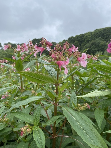 Himalayan balsam