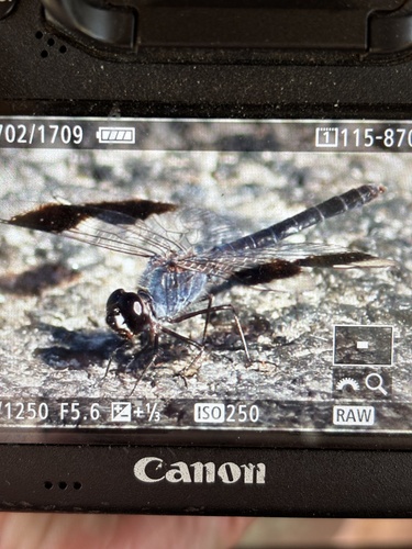 Northern Banded Groundling