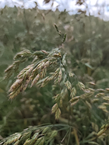 Rye Brome