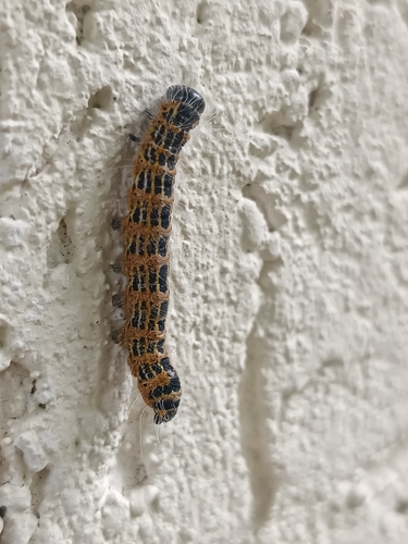 Buff-tip