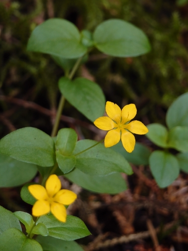 Yellow Pimpernel