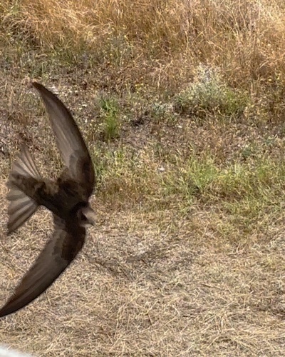 Common Swift