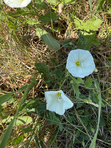 field bindweed