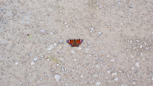 European Peacock Butterfly