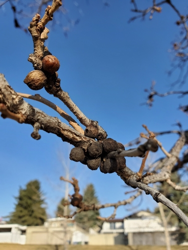 Oak Rough Bulletgall Wasp