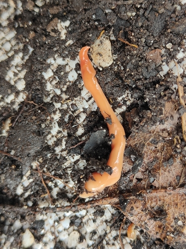 White Planarian