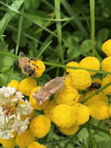 Noctua chardinyi