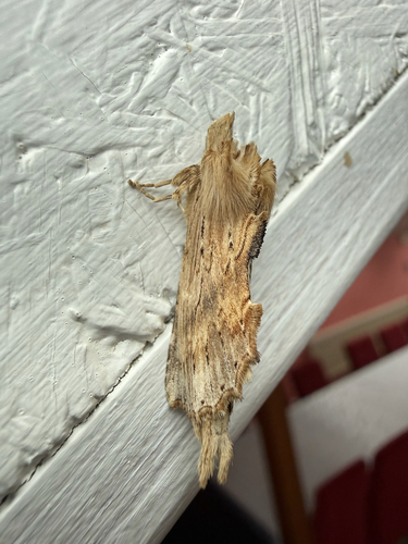 Pale Prominent