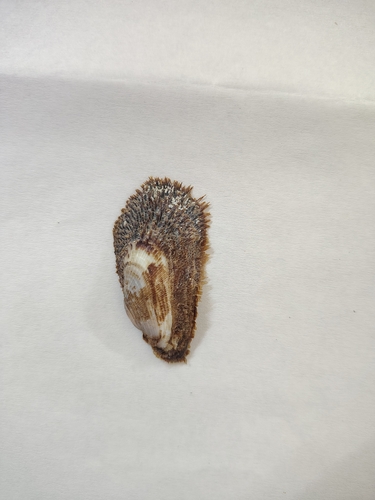 Oblique Ark Shell
