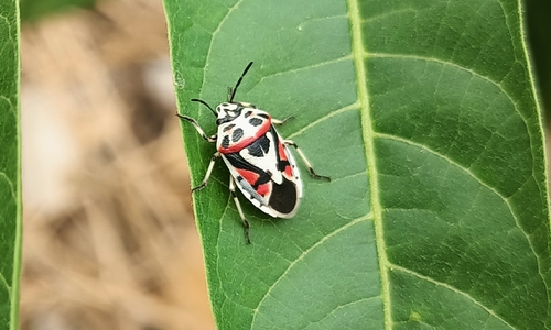 red cabbage bug