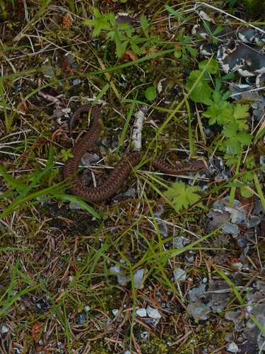 Adder