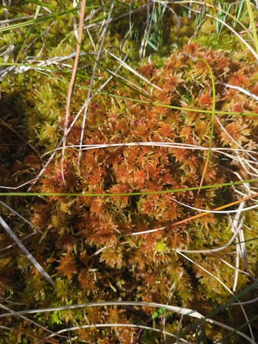 Lindberg's Sphagnum