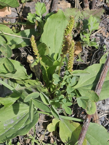 greater plantain