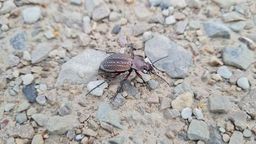Carabus cancellatus