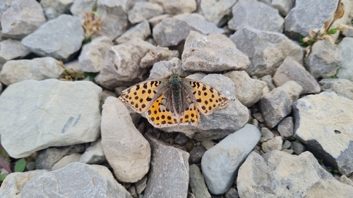 Queen of Spain Fritillary