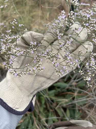 Roundleaf Buckwheat