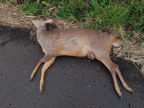 Southern Brown Brocket