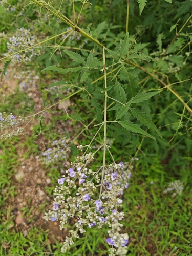 Five-leaved chaste tree