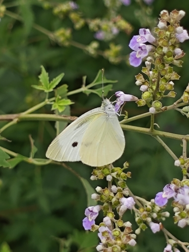 Small White