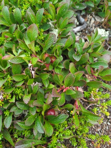 alpine bearberry