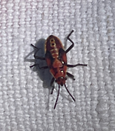 Indian Milkweed Bug