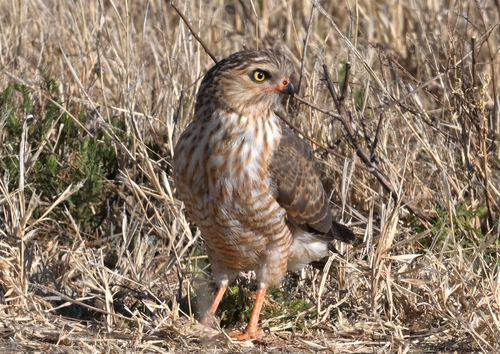 Southern Gabar Goshawk