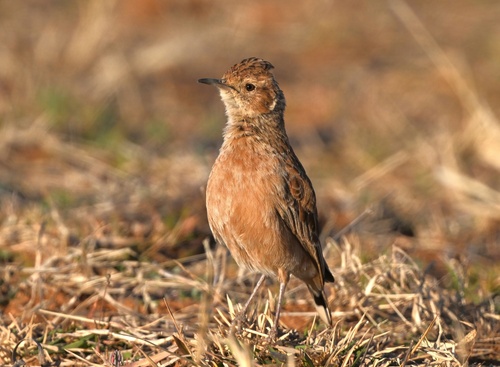 Spike-heeled Lark