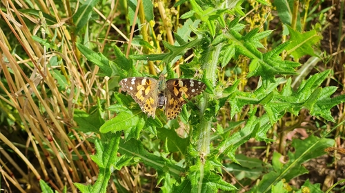 Painted Lady