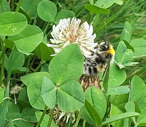 White-tailed Bumble Bee