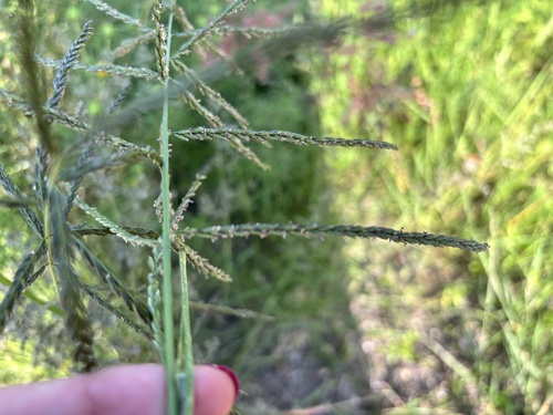 green sprangletop