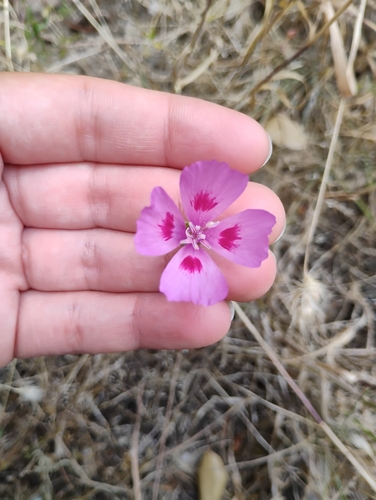 iNaturalist observation photo of Clarkias